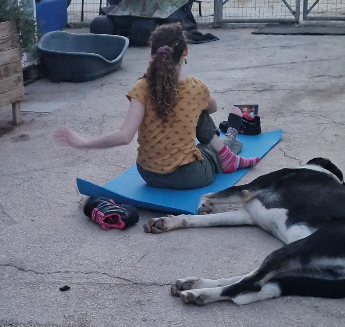 Before heading out to the Laboratory at the hospital for her practicals, Sofia Del Rio, Holden, and Zeus do some yoga together. 🧘‍♀️ #galgos #adoption #nonprofit #rescue #adopt #DogsForAdoption #dogs #AdoptDontShop #RescueDogs #112CarlotaGalgos