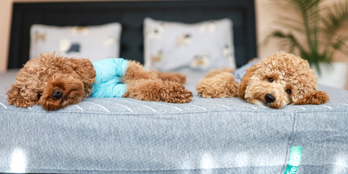 With its premium materials and plush feel, Siena ensures that every member of your family enjoys restful sleep and cozy cuddles. Treat yourself and your pets to the comfort they deserve and elevate your home with Siena! 🐶💤 #SienaMattress #PetComfort #CozyCuddles #FurryFriends