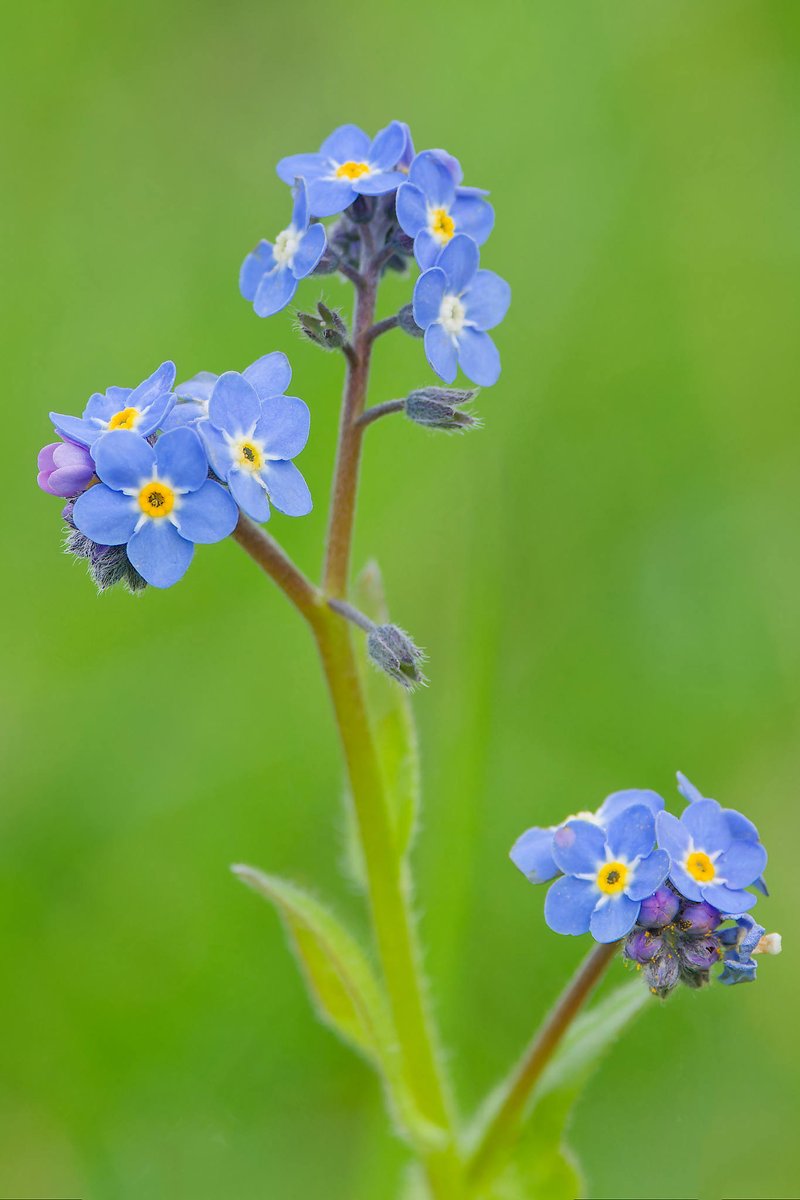 Forget-me-not in a local meadow showing flowers that haven't yet been pollinated, so full of nectar (yellow centre), and white-centred flowers that have been pollinated and had their nectar removed. #HobHeyWood #wildflowers #TwitterNaturePhotography