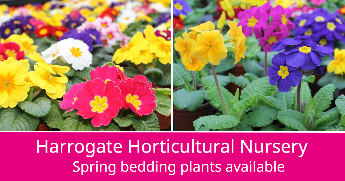 Our Horticultural Nursery has a beautiful selection of spring bedding plants available. 🌺🌸 They can help make your garden look perfect for those warm summer days ahead. You can find the nursery just off Harlow Moor Road in #Harrogate. See more at northyorks.gov.uk/leisure-touris…