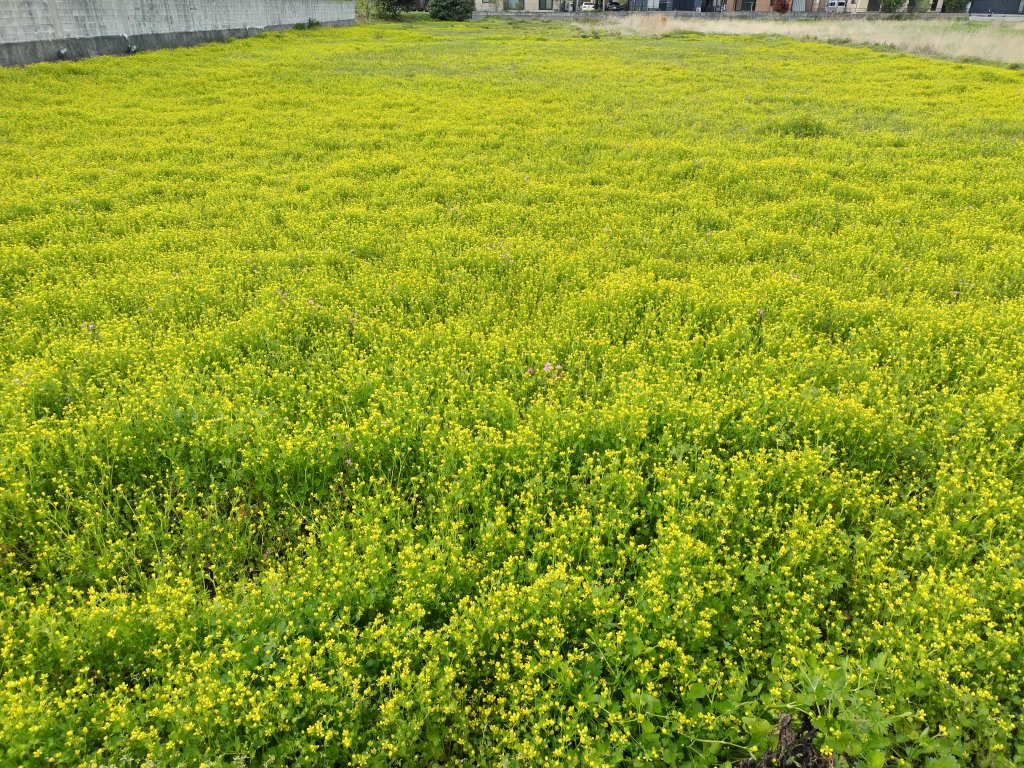 菜の花満開でいいですね！