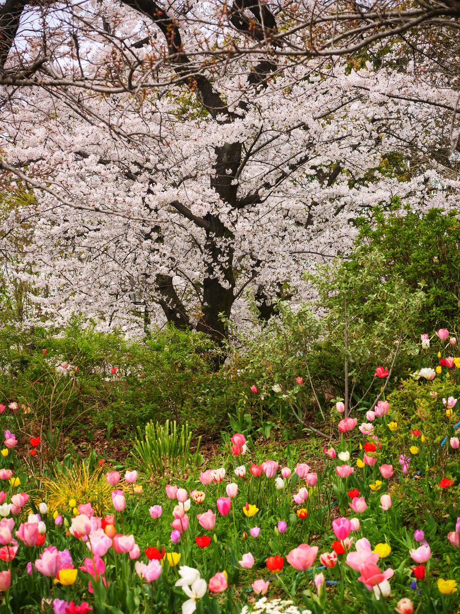 🌷浮間公園🌸
#さくら2024
#チューリップ
#花好きな人と繋がりたい
#flowerphotography 
#lumixg9