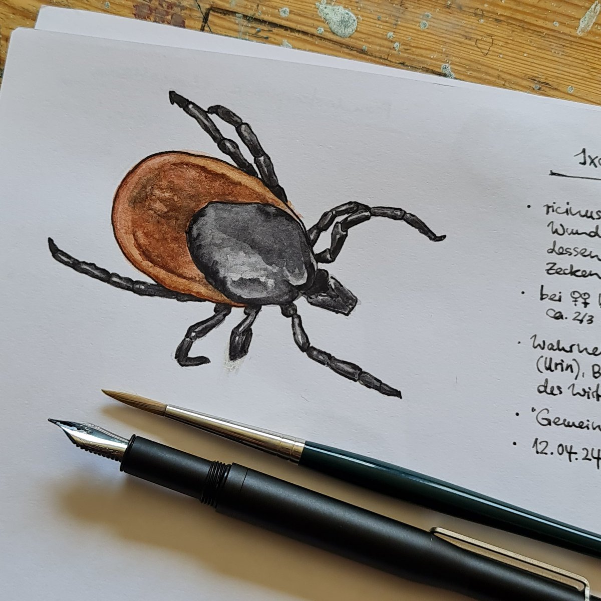 #littlecritterdiary DAY 21 Ixodes ricinus, everybody's anti-darling, from the garden. A hungry female, probably detecting my breath and sweat while I'm weeding.