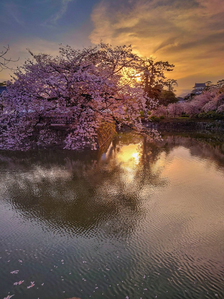 夕日に染まる桜もまた美しい🌸