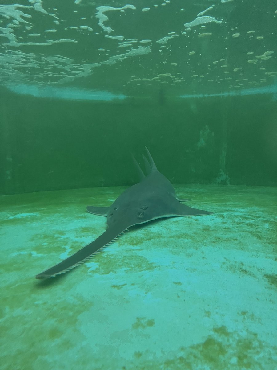 BREAKING: Amid a mysterious die-off, a rescue team in the Florida Keys just successfully captured its first distressed smalltooth sawfish and relocated it to @MoteMarineLab for care “We’re going to learn everything we possibly can from this animal.' tampabay.com/news/environme…