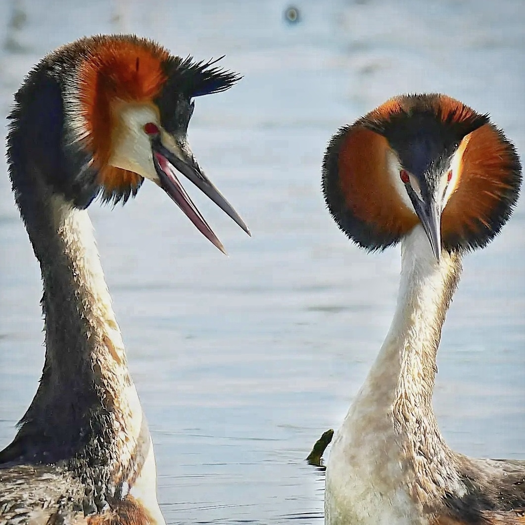 Great Crested Grebes engage in a courtship display at Chew Valley Lake today