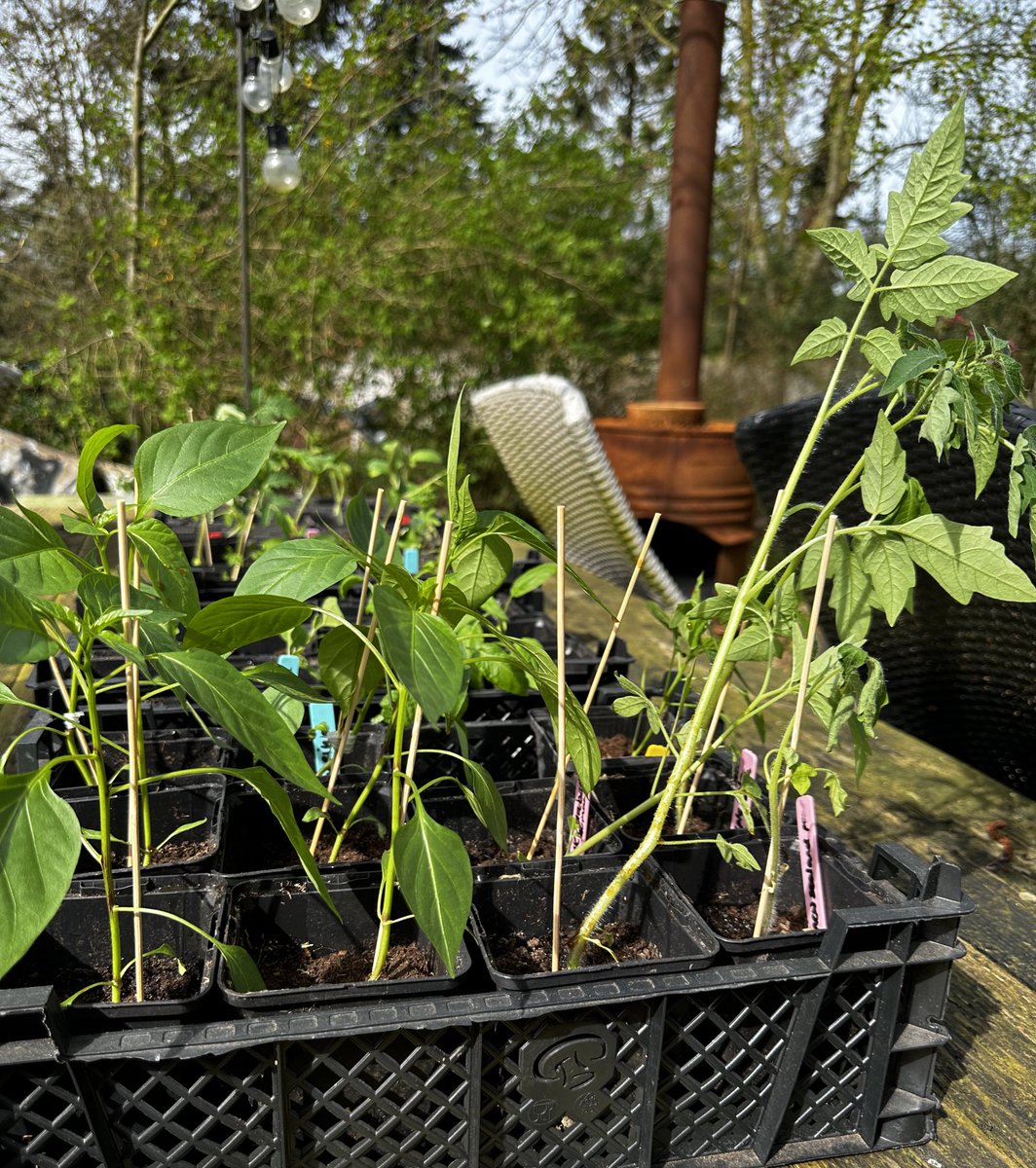 Elke dag even de stekjes die binnen gekweekt zijn buiten zetten. Schijnt goed voor ze te zijn. Maar mijn moeder hart hè…. #moestuintweet