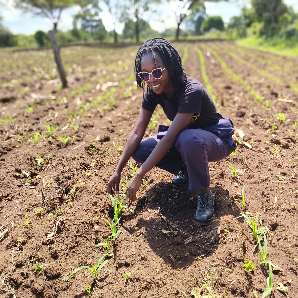 Trusting the process. 
Day 12 after planting maize.
Variety H629
#farming 
#youthinagriculture