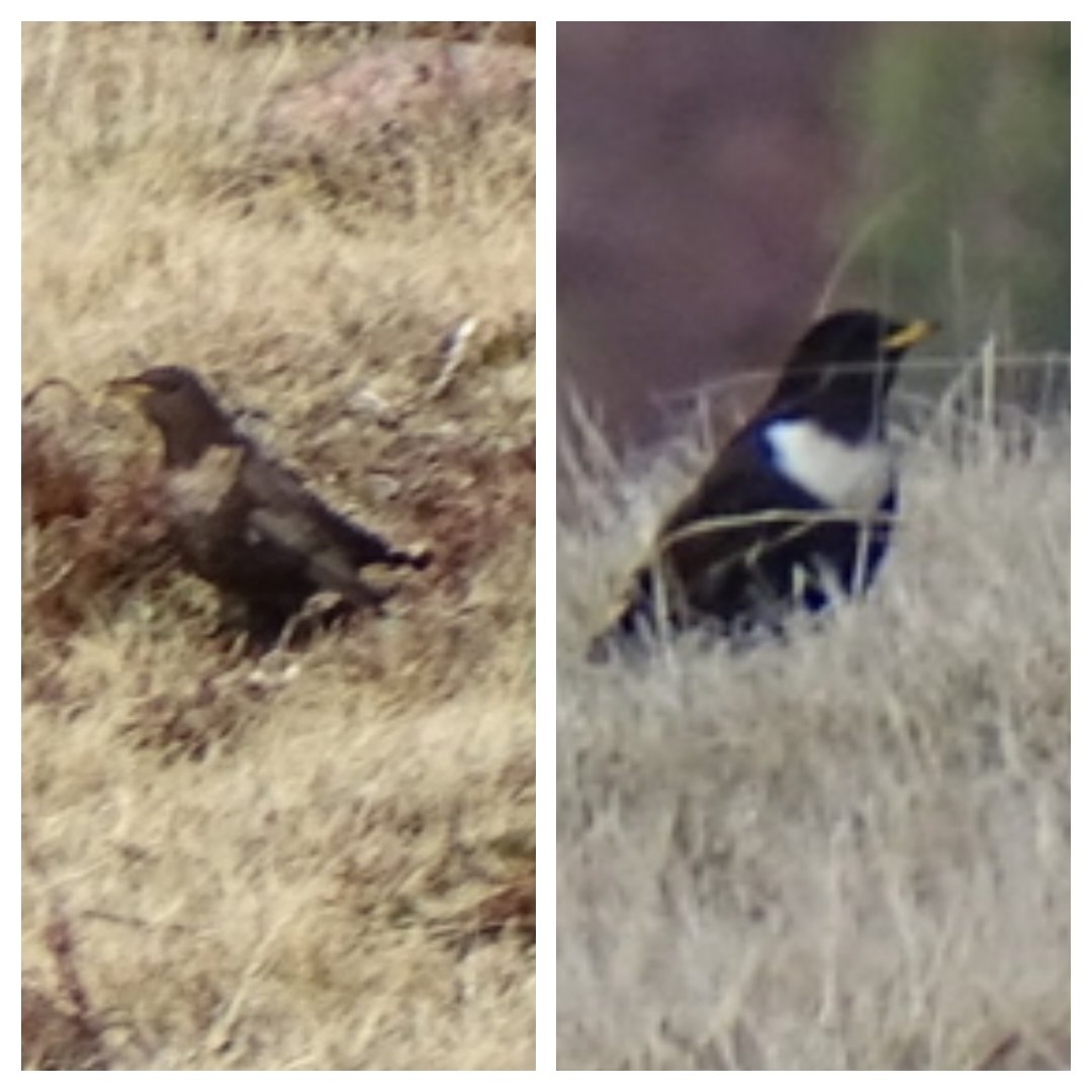 Nicely framed razor sharp pics of Ring Ouzels on Cairngorm today @Recordshotmyars @BWWC1 @CairngormMtn