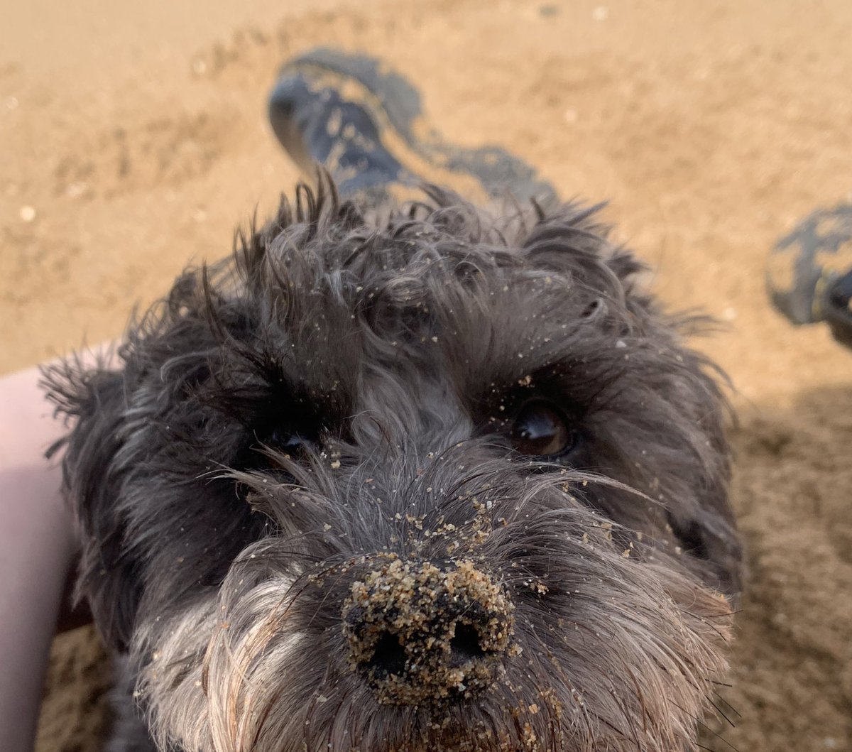 huge fan of dogs with breadcrumbed winegum beach nose