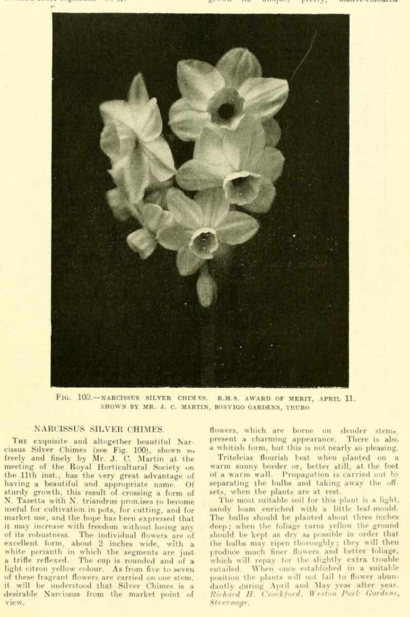 Narcissus ‘Silver Chimes’, a <1914 N. tazetta x triandrus hybrid raised by E. & James Coleman Martin. In my lawn and an article from The Gardeners’ Chronicle 22/4/1922 #daffodils #garden