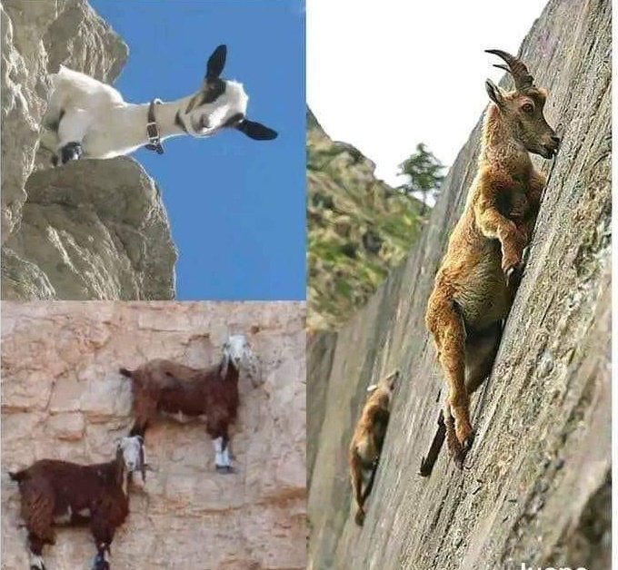 When People Are Waiting for Your Downfall But You're a GOAT