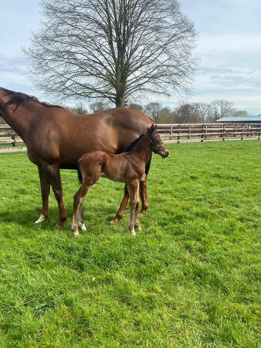 Blue Point filly out of stakes producing mare Fyxenna enjoying some spring sun 🐎☀️ @rpbloodstock #rpfoalgallery