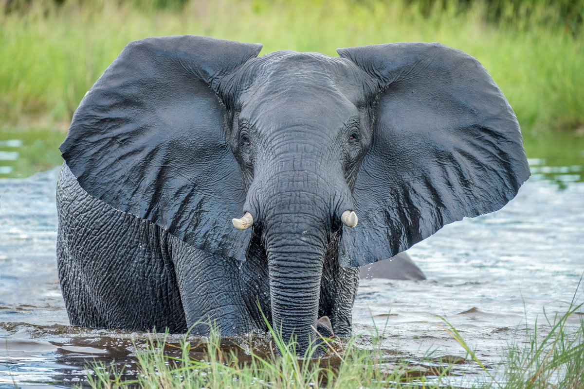 New research comparing data from the two largest-ever #elephant surveys reveals the overall population in the Kavango Zambezi Transfrontier Conservation Area is stable, but the finer details hint at the myriad challenges the region’s elephants face, including poaching,