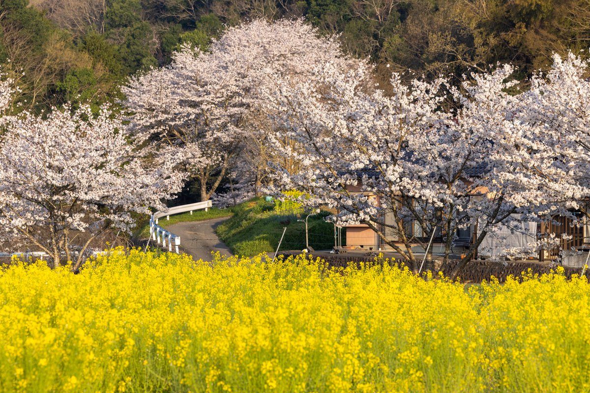 京都北部から四季の風景を撮っています！
今回は桜を集めて見ました🌸
#ホイップスペース
