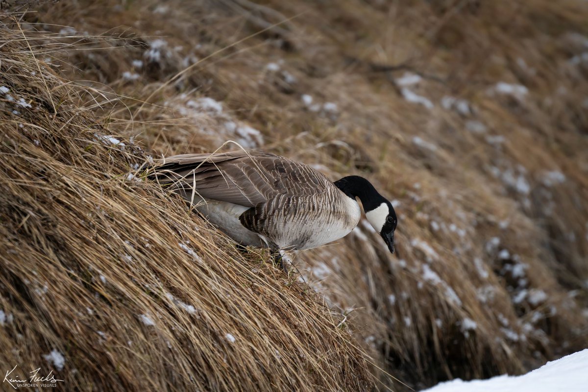 These lines in this photo, are the reason I took this shot. I'm one who really does enjoy photography geese and when I saw all those lines from the grass, it was definitely picturesque. instagram.com/unspoken__visu… #geese #goose #wildanimals #wildlifeonearth #wildlife