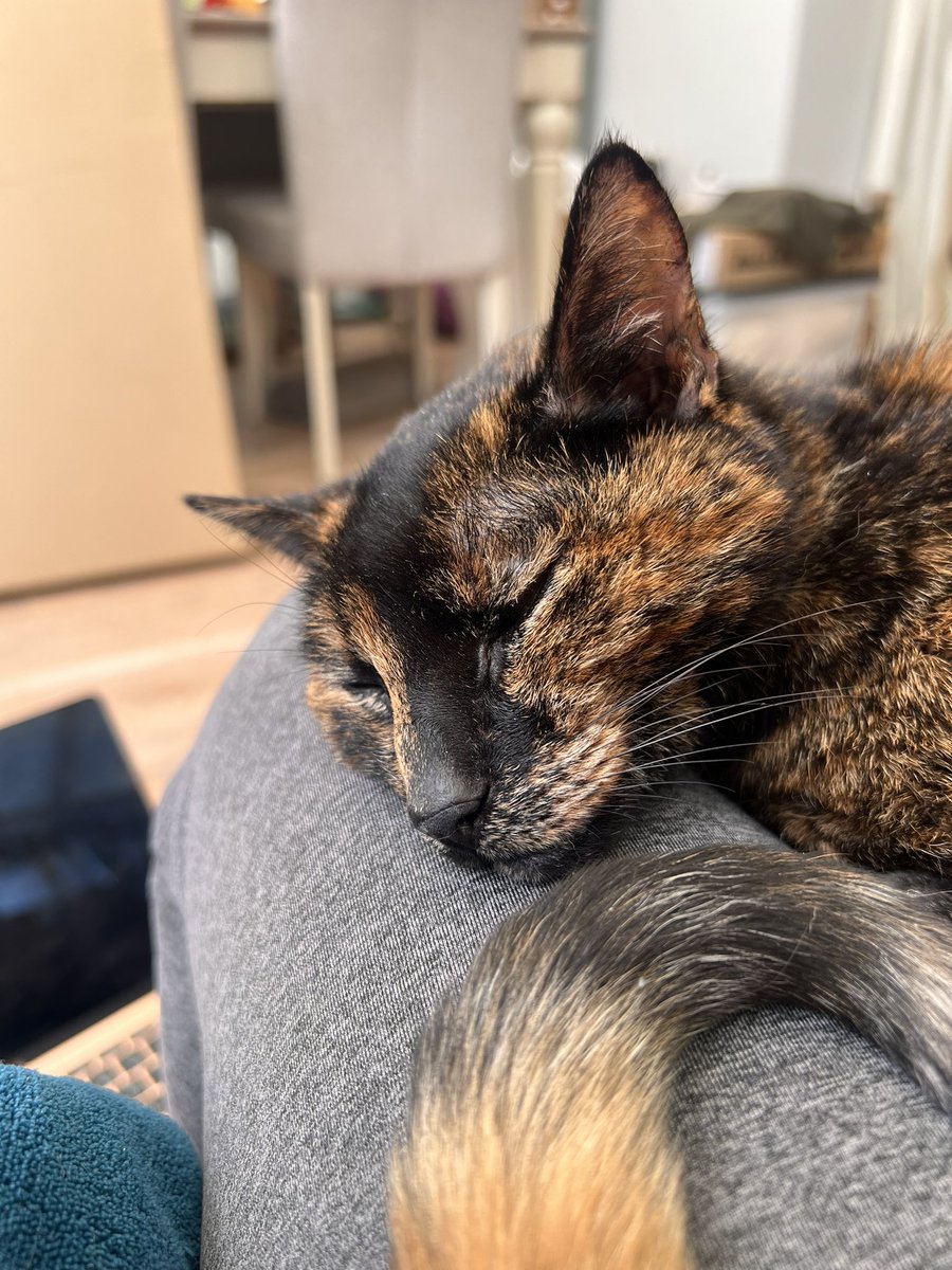Trying to finish off my Turtle Moon copy edits. Struggling! 😻 Am loathe to move her. Gremmie, 19, is sadly in her final chapter (kidney disease) so every moment she sits on my lap now is precious.