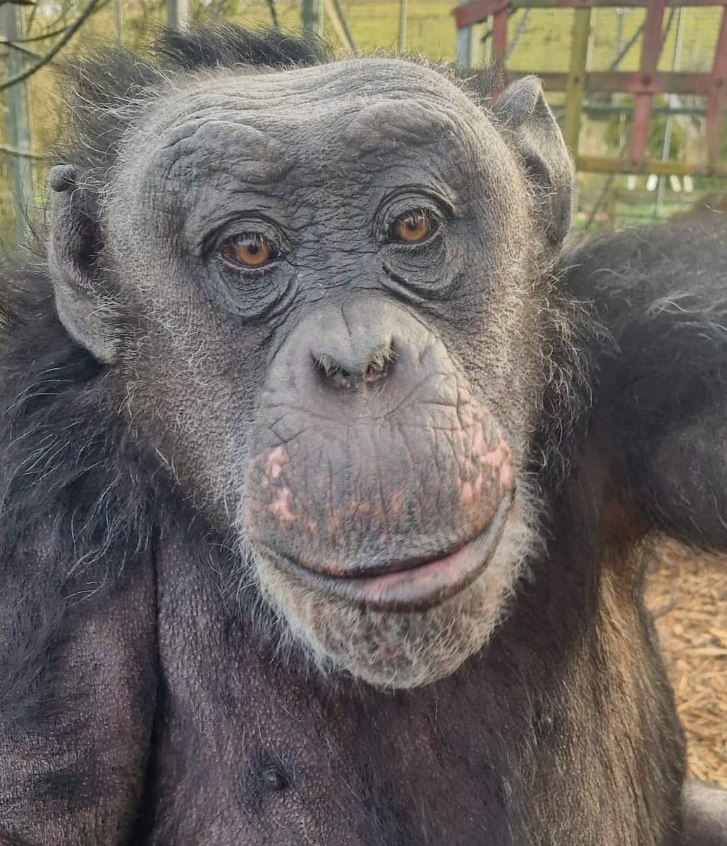 Here is your weekly 'Ronnie Fix' 😍 If this face doesn't get you through your day, nothing will 🤣🐵❤️ Just look at him! Oof 🥰