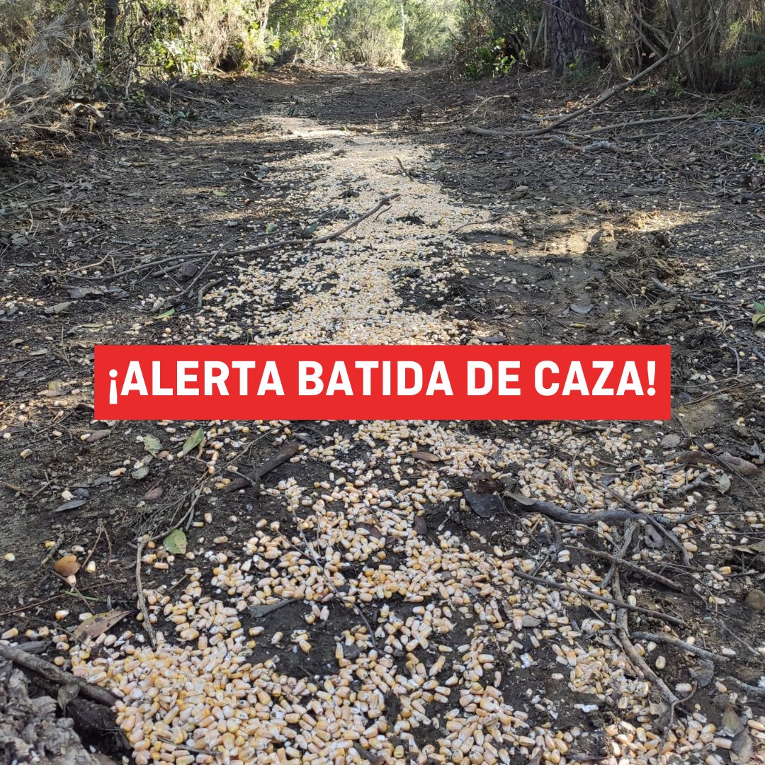 ❌❌❌ ¡ALERTA BATIDA DE CAZA! ❌❌❌ Nos informan que este sábado 13 de abril llegan a Les Gavarres (Catalunya) 270 cazadores de toda #España para organizar una batida de jabalíes. ☎ Agents Rurals: 972405340 📍 Les Gavarres #lesgavarres #batida #caza [+]