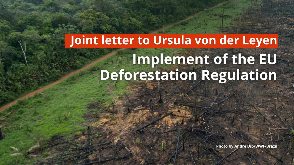 The landmark #EUDR is being undermined by some industry groups & EU governments. We call on President @vonderleyen to ensure its proper implementation & deliver on Europe's commitment to tackle #deforestation Read our letter 👇 together4forests.eu/resources/1104… #Together4Forests