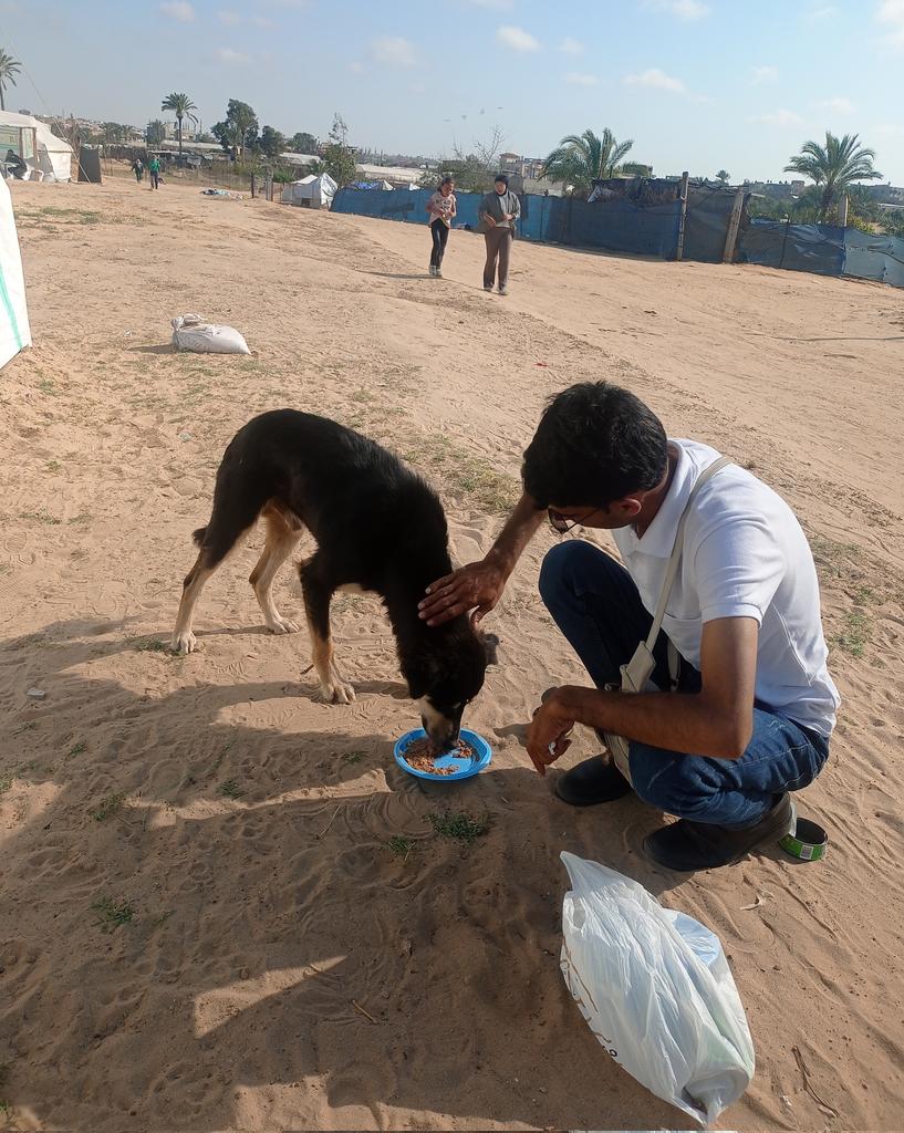 1/3… Dear Friends: Today I found this poor dog; he was ravenous and so grateful for the food I gave him. He is such a sweet soul and I am really happy to tell you that I have been able to arrange for my cousin, Bilal, to feed him daily from now on so he is safe at last!