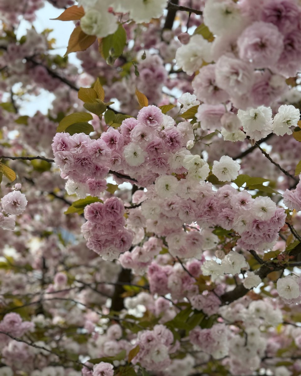 For all the London haters on here, this is a little thread of some of the blossom and flowers I came across on my walk today. Beginning with this gorgeous double-coloured pink and white Japanese flowering cherry