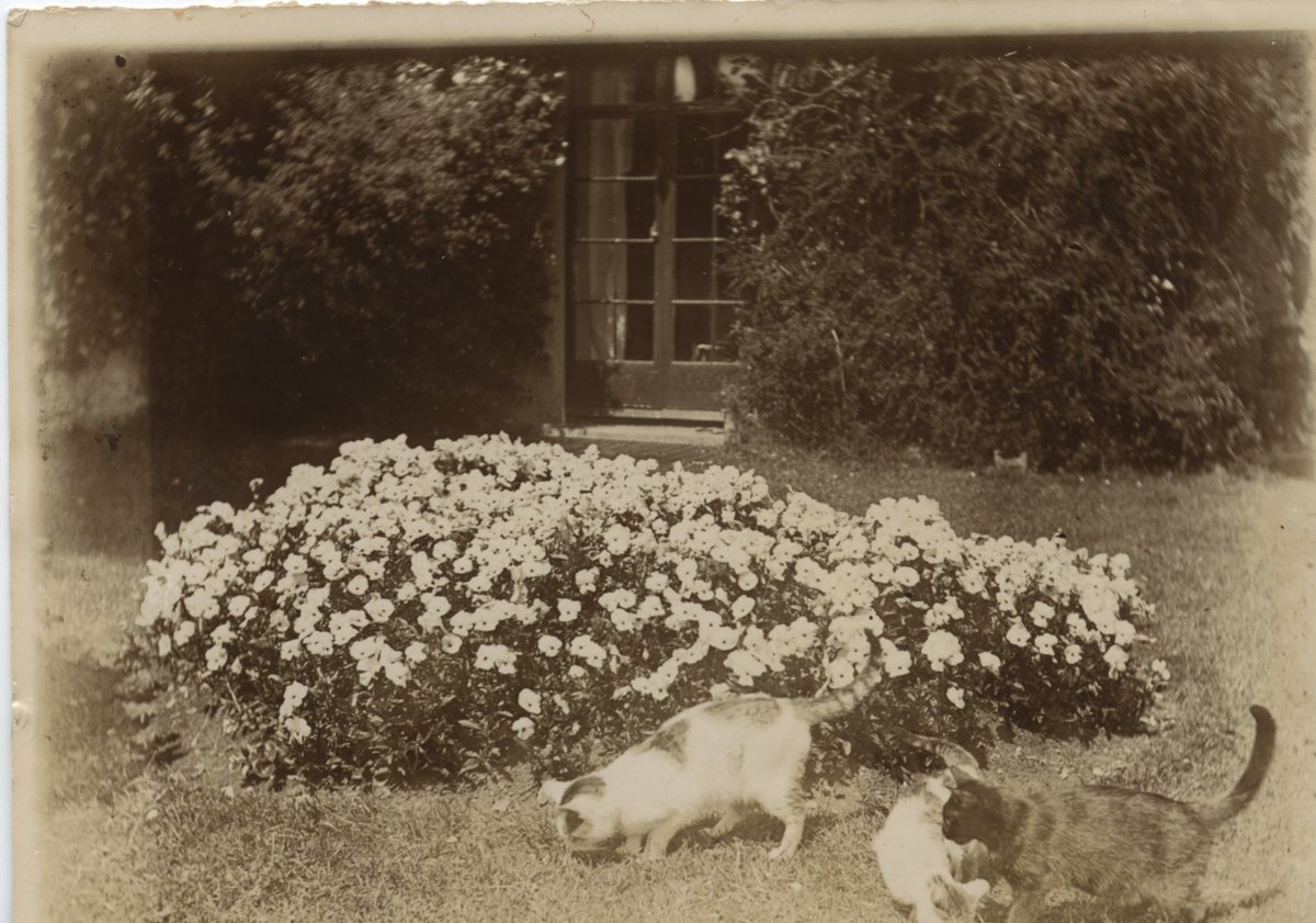 Yesterday was #InternationalPetDay - but worth the wait to see these photographs of Douglas Hyde (An Craoibhín Aoibhinn) and his many pets and animals at Frenchpark Co. Roscommon, c. 1890s. Part of a wider photo album of images. calmview.co.uk/NUIG/CalmView/…