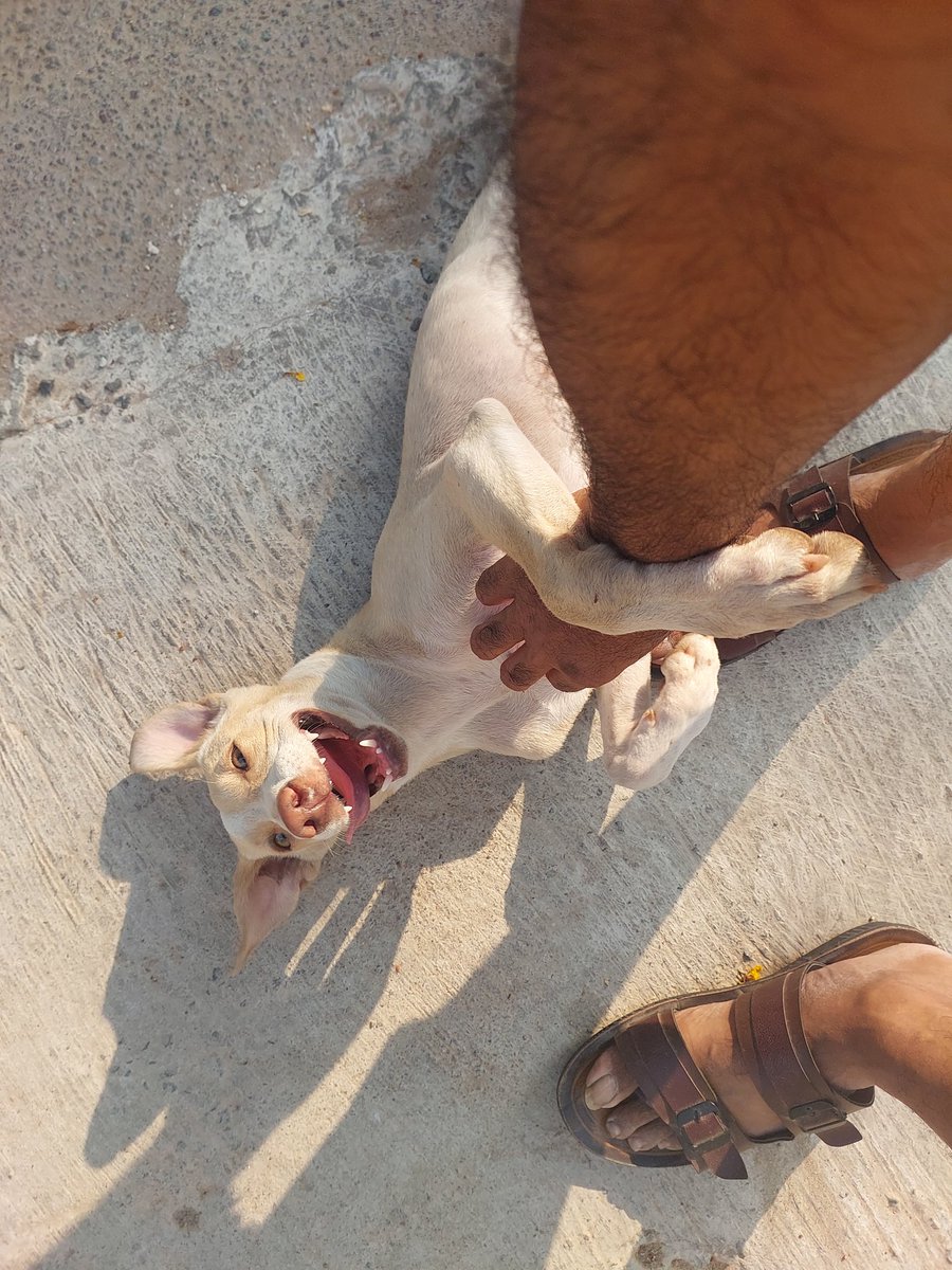 @its_jessi_grace Lahari, FRD (community dog) pup, sneaks in from behind and demands attention.