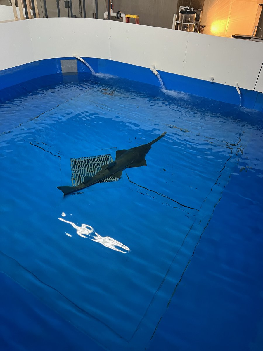 Biologists Rescued a Sawfish in the Florida Keys, Transported to the Mainland for Rehabilitation fisheries.noaa.gov/feature-story/… 📸credit FWC