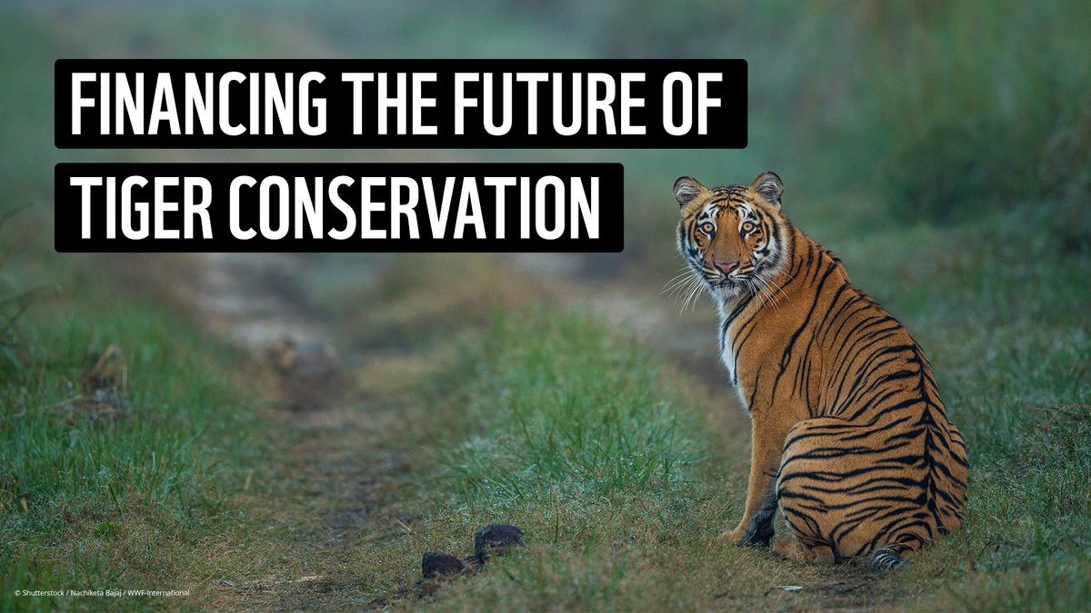 Landscapes with wild tigers are healthy and vibrant ecosystems which are critically important in a climate changing world. Know why conservation matters to us in the video: youtu.be/sebZMFa_0Cw #tigerfinance