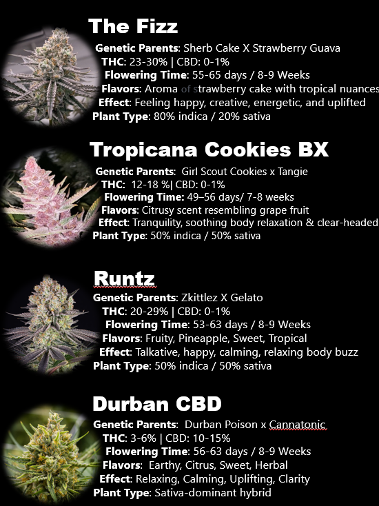 Hidden Harvest Cannabis Nursery tweet media