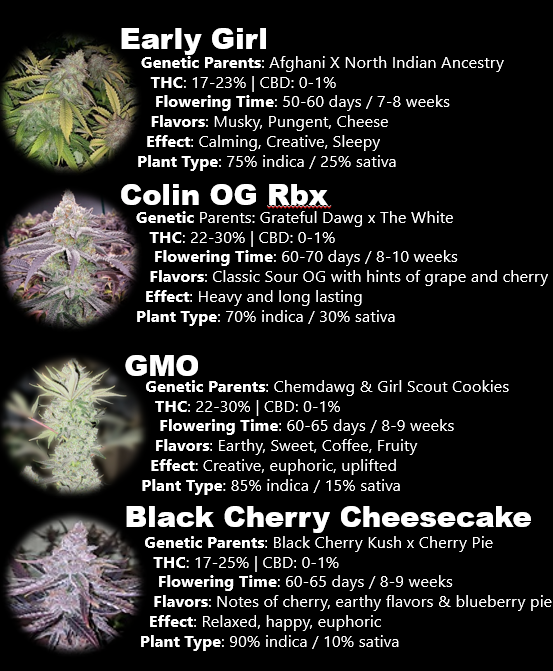 Hidden Harvest Cannabis Nursery tweet media