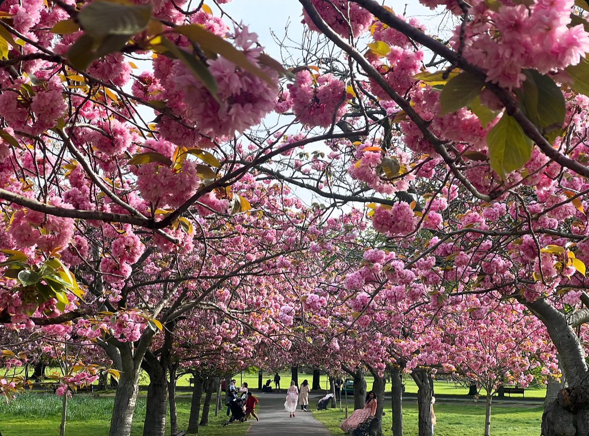 Cherry Blossom out in full force! Greenwich Park, London #GreenwichPark #RoyalParks #BlosdomWatch #London