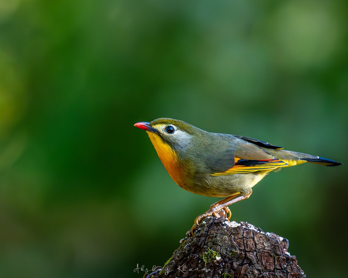 The stunning Red-billed #Leiothrix, rocking that vibrant lipstick shade effortlessly!
#WildlifeFashion #LipstickBird 

📍Sattal, #Uttarakhand.  

#NikonZ8  
Nikkor 180-600mm   

#BBCWildlifePOTD #natgeoindia #ThePhotoHour #birdphotography #lensonwildlife #himalayanbirds  #z8