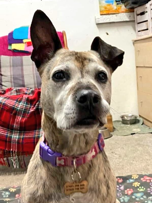 Have you room in your heart and home for our gorgeous girl Violet today please 🙏 She's an absolute sweetheart, and those ears are something else 😍 Please share & help her find love ❤️ thank you! All about Violet... seniorstaffyclub.co.uk/adopt-a-staffy… #FridayFeeling #WeekendVibes #TeamZay