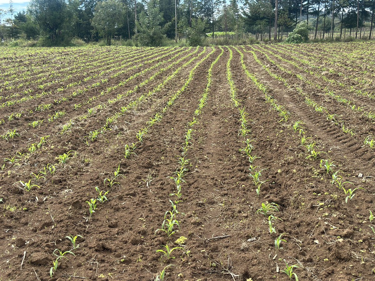 18 Days after planting & the crop is looking good. 👍 📍: Lessos. Maize planted with #YaraMila Power from @YaraKenya . Maize variety: H6213. Herbicide: Lumax. Plant health & Vigor ✅ Plant population ✅ Cleanliness ✅ Ukulima ni fun👌. #AgribusinessTalk254 #MboleaNiYara
