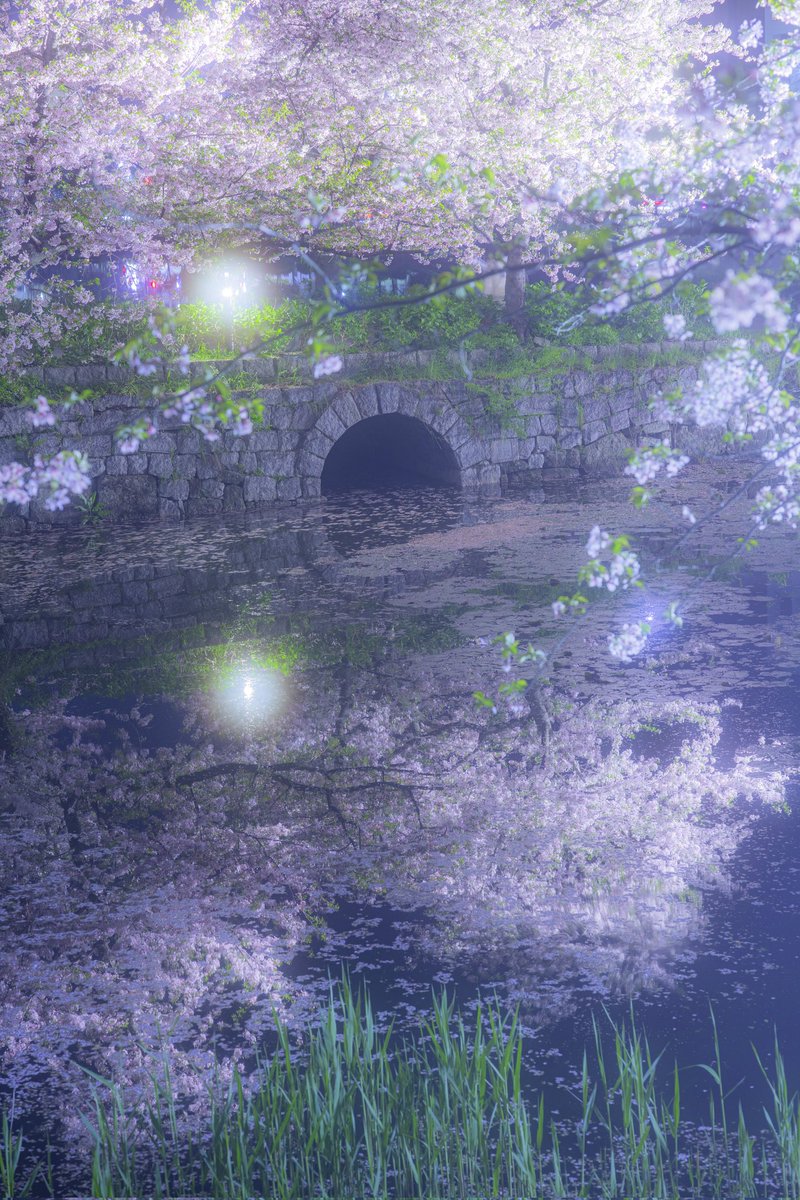 福岡市の夜桜がまるで夢のようでした。