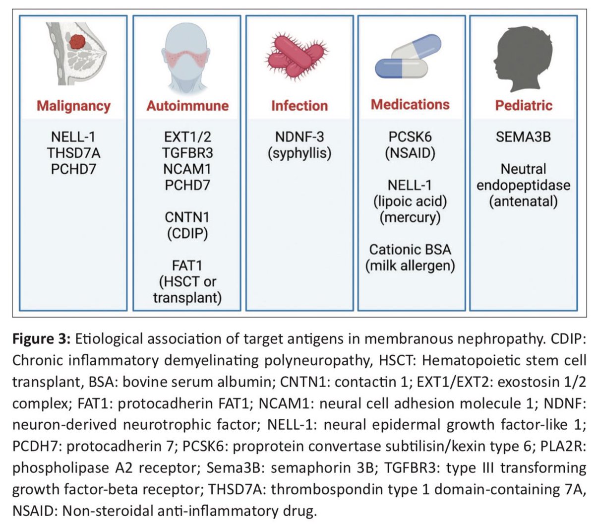 Our review of membranous nephropathy is out. We focused on most current understanding and management as well as evolving therapeutics. 
indianjnephrol.org/an-updated-rev…

<a href="/indianjnephrol/">Indian Journal of Nephrology</a> <a href="/nikkonephro/">Paolo Nikolai So</a> <a href="/AnandhUrmila/">Urmila Anandh</a> <a href="/edgarvlermamd/">Edgar V. Lerma 🇵🇭</a> <a href="/NWiegley/">Nasim Wiegley, MD, FASN</a> 

<a href="/GlomCon/">GlomCon</a> @MGHKidneys @BWHKidney