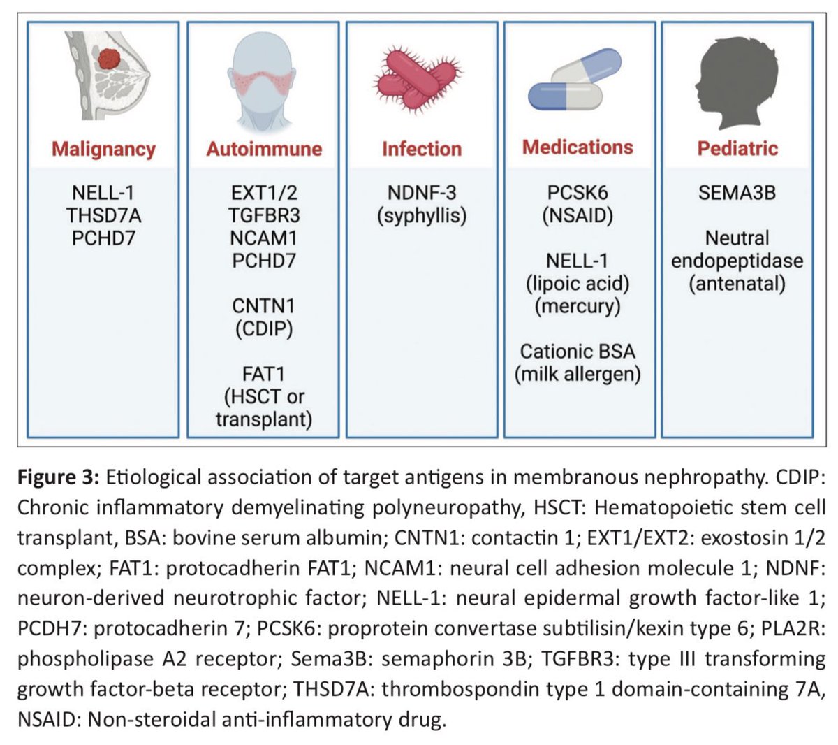 Our review of membranous nephropathy is out. We focused on most current understanding and management as well as evolving therapeutics. indianjnephrol.org/an-updated-rev… @indianjnephrol @nikkonephro @AnandhUrmila @edgarvlermamd @NWiegley @GlomCon @MGHKidneys @BWHKidney