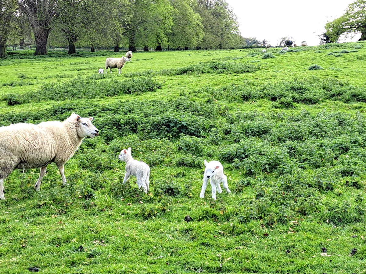 Glen the IHS Groundsman tweet media