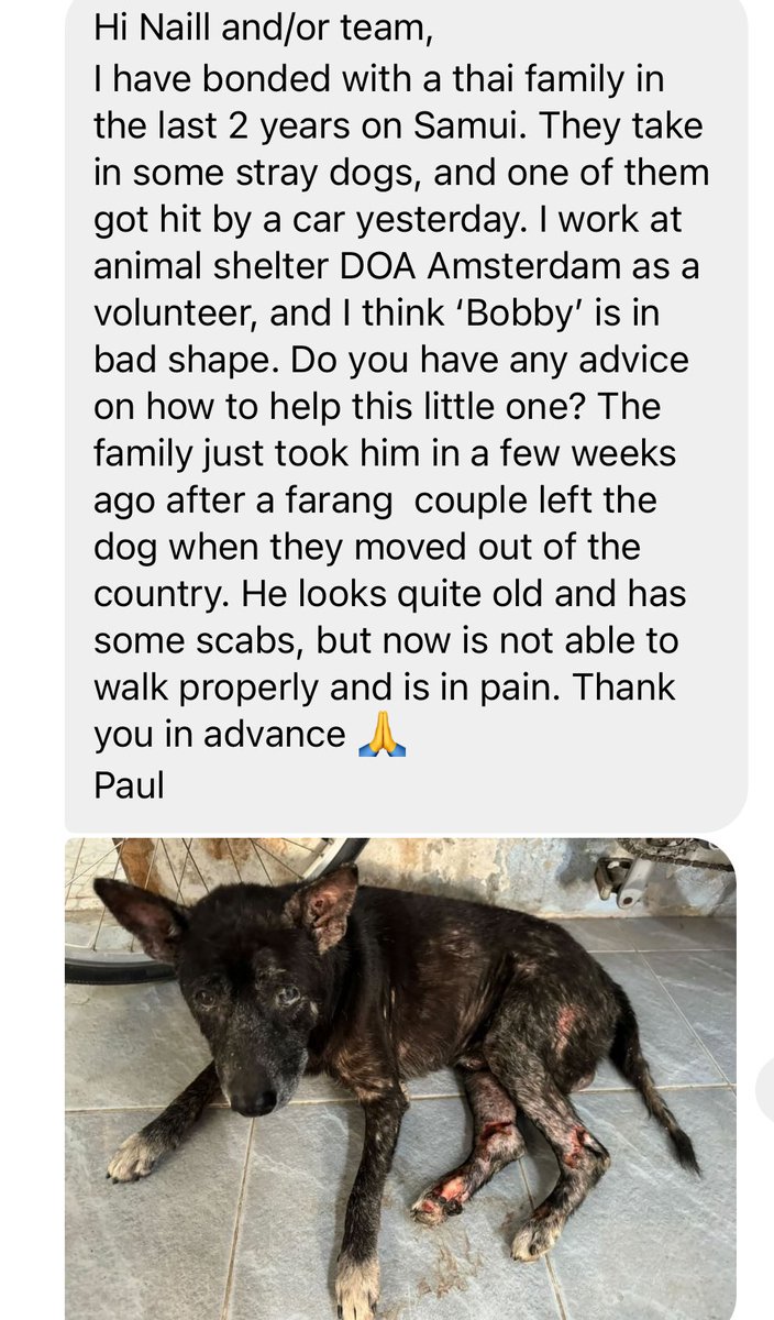 I get a constant stream of messages from tourists and locals. Often very kind locals just won’t have the budget to take a dog to the vet. It typically costs about $100 for something like this and a monthly salary is $300. (2/5)