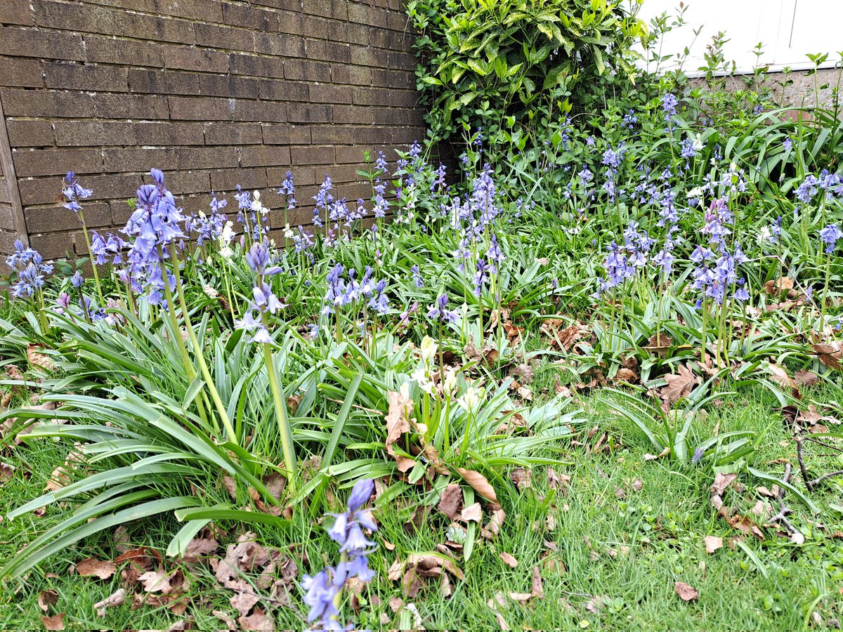 Glen the IHS Groundsman tweet media