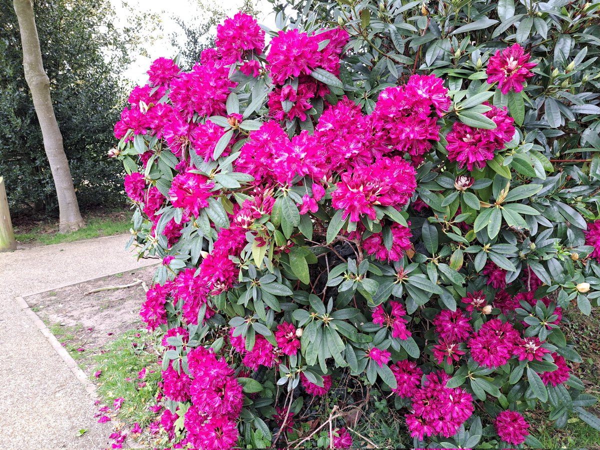 Glen the IHS Groundsman tweet media