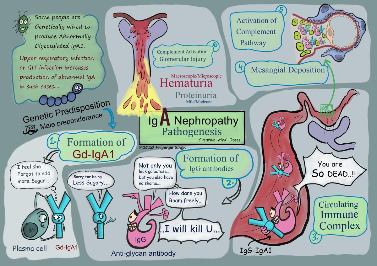 Which of these is an indicator of kidney damage related to IgAN? Glomerular filtration rate Presence of hypertension Level of proteinuria Serum IgA level