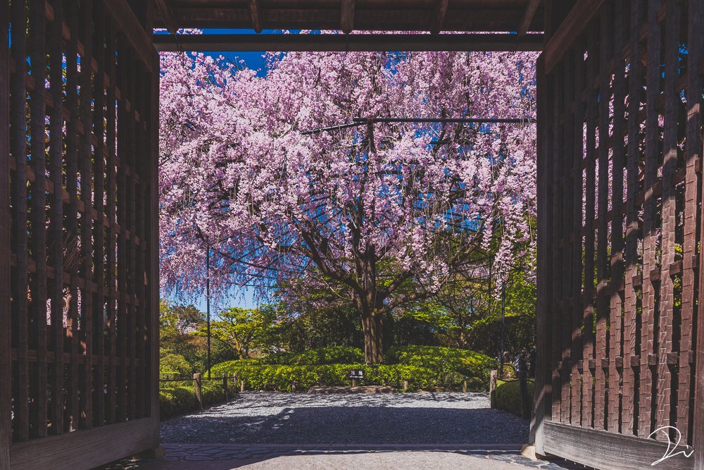 今年撮った京都の桜をどうぞ🌸

#ホイップスペース