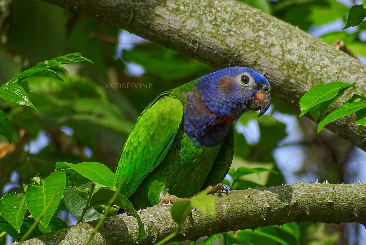 Colores por Naturaleza.

Loro cabeciazul.

#AvesDeColombia
#birdwatching
#NaturePhotography
#ParrotOfTheDay
#Naturaleza