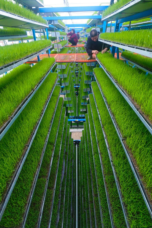 This is rice modern farming technology! Please like and repost if you are interested.