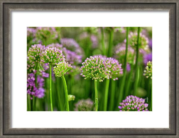 Barckley Memorial Park Garden, Milford PA: fineartamerica.com/featured/barck… #FlowersOnFriday #NaturePhotograhpy #BuyIntoArt #milfordpa