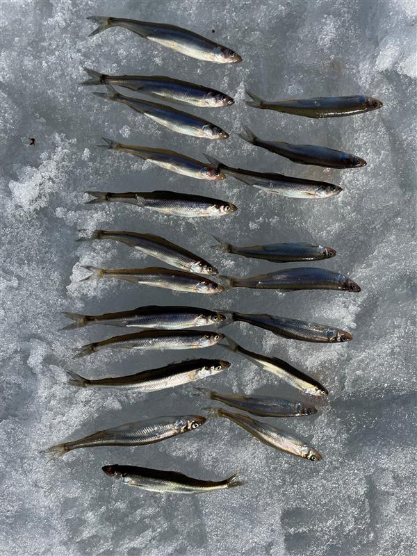 #GreatLakes cooperation helps solve PFAS in smelt mystery: tinyurl.com/4nywzskc #MiEnvironment