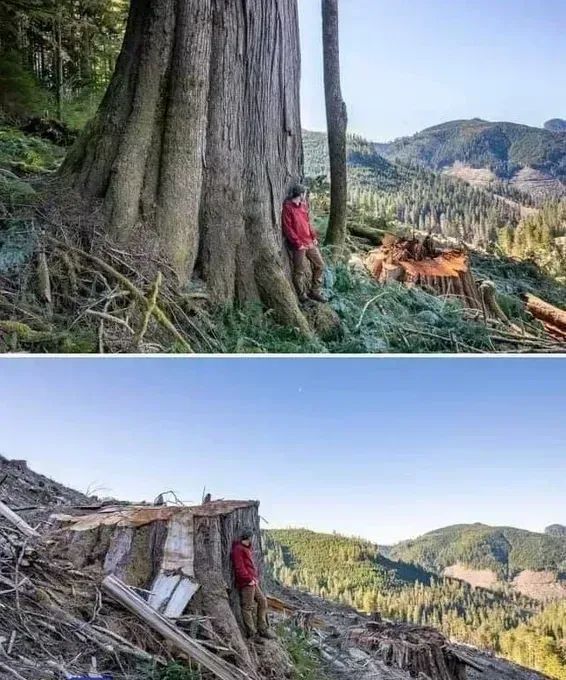 These irreplaceable old growth forests continue to be logged across British Columbia. Over 1,200 people have been arrested trying to keep them standing. There is no time to waste. Protect the Irreplaceable. #ActOnClimate #climate #nature @bcndp #bcpoli #bcgov Pic @TJWattPhoto